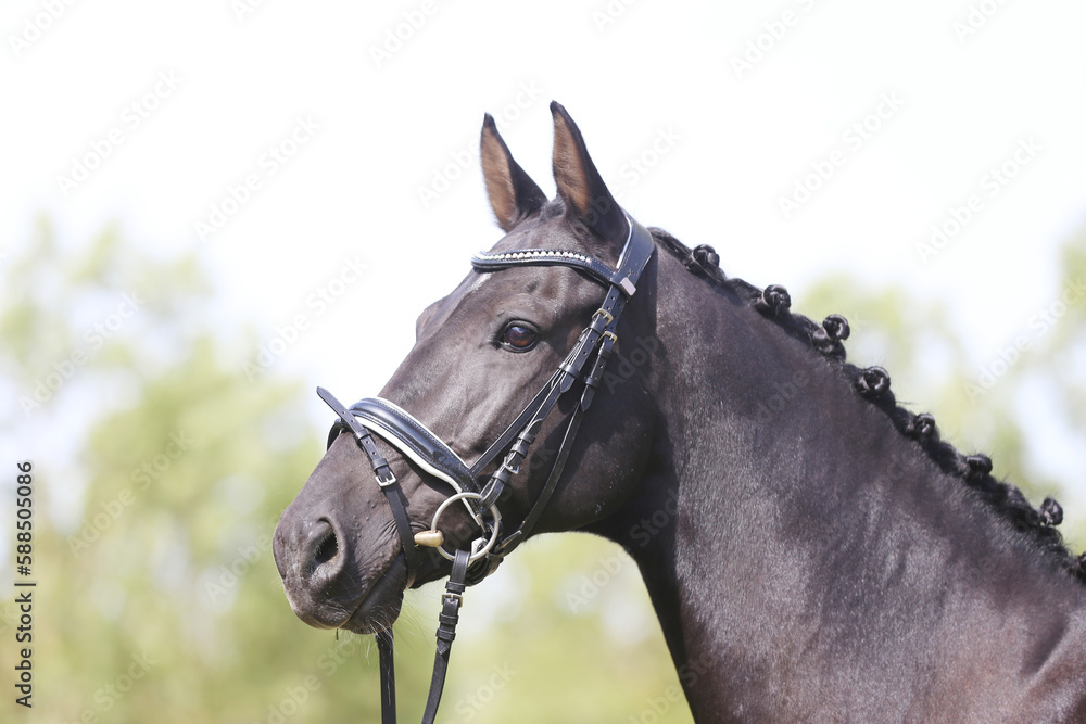 Obraz premium Headshot of a purebred horse against natural background at rural ranch on horse show summertime outddors