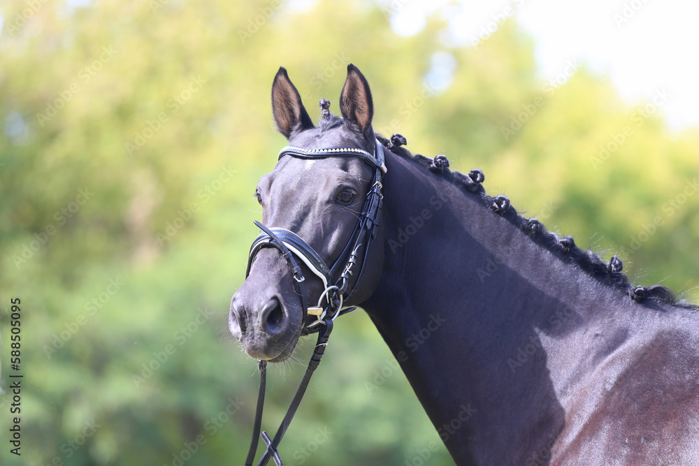 Fototapeta premium Headshot of a purebred horse against natural background at rural ranch on horse show summertime outddors