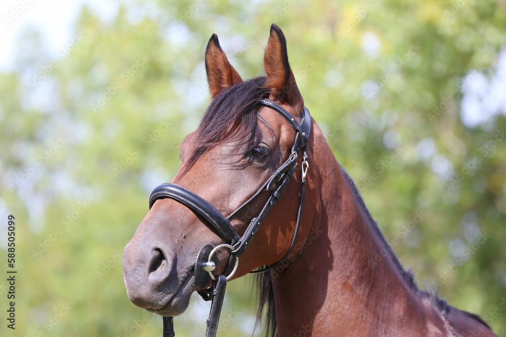 Fototapeta premium Headshot of a purebred horse against natural background at rural ranch on horse show summertime outddors