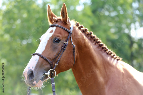  Headshot of a purebred horse against natural background at rural ranch on horse show summertime outddors