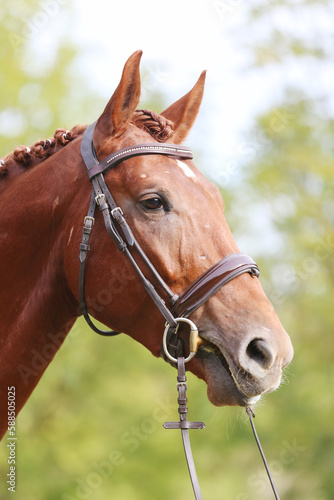  Headshot of a purebred horse against natural background at rural ranch on horse show summertime outddors