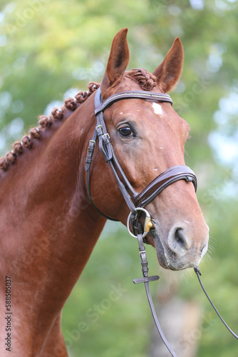  Headshot of a purebred horse against natural background at rural ranch on horse show summertime outddors © acceptfoto