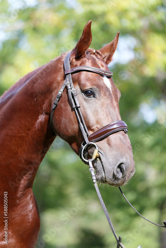  Headshot of a purebred horse against natural background at rural ranch on horse show summertime outddors