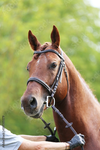  Headshot of a purebred horse against natural background at rural ranch on horse show summertime outddors