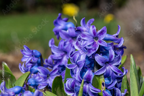 Close up of purple hyacinth  hyacinthus orientalis  flowers in bloom