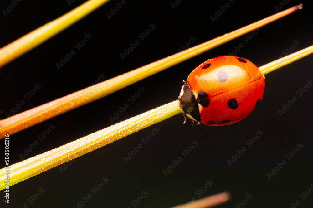 Fototapeta premium Macro shots, Beautiful nature scene. Beautiful ladybug on leaf defocused background