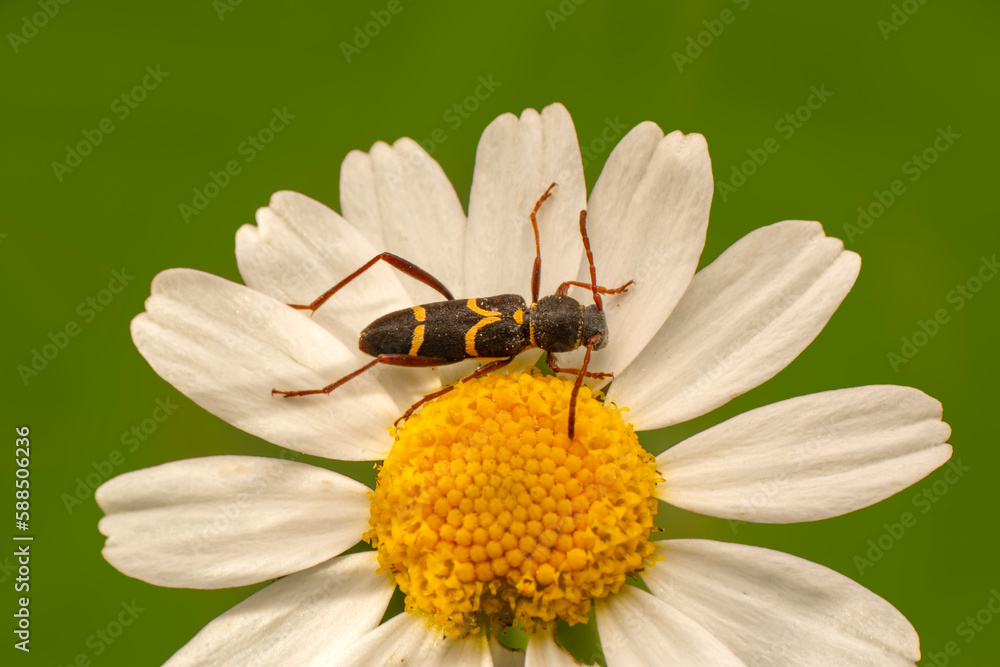 Close up beautiful insect in the garden Close up beautiful insect in the garden