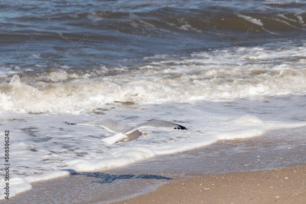 This pretty shorebird was flying through the air as I took this picture. The beautiful grey and white wings stretched out to soar. These seagulls are a typical trademark of the beach.