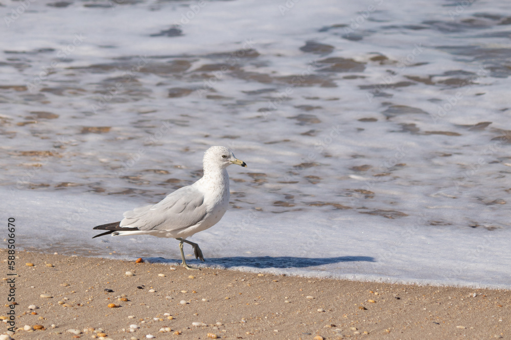 This pretty little seagull bird stood here by the water at the beach just posing the picture to be taken. I love the white and grey of the feathers and the look of attitude in his eyes. This pretty little seagull bird stood here by the water at the beach just posing the picture to be taken. I love the white and grey of the feathers and the look of attitude in his eyes.