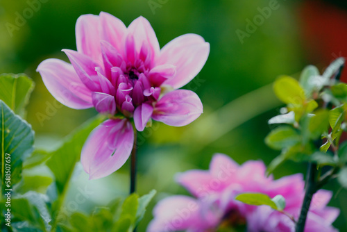 Beautiful flower in a garden