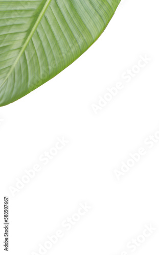 Cropped patterned leaf 