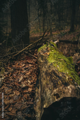 fallen tree in the forest