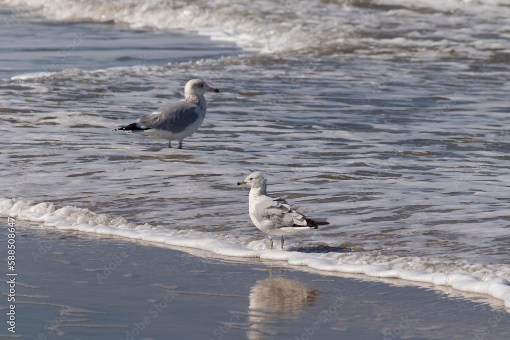 These beautiful seagulls sat here on the beach as I took their picture. I love the reflection in the water. Their pretty grey and white feathers and their long beaks. These beautiful seagulls sat here on the beach as I took their picture. I love the reflection in the water. Their pretty grey and white feathers and their long beaks.