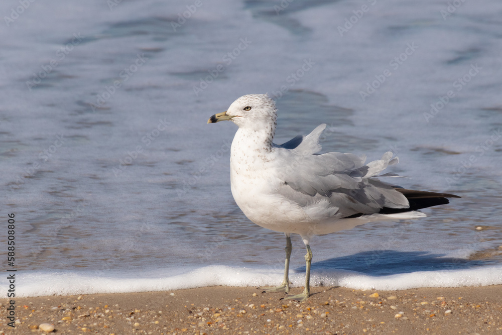 This pretty little seagull bird stood here by the water at the beach just posing the picture to be taken. I love the white and grey of the feathers and the look of attitude in his eyes. This pretty little seagull bird stood here by the water at the beach just posing the picture to be taken. I love the white and grey of the feathers and the look of attitude in his eyes.