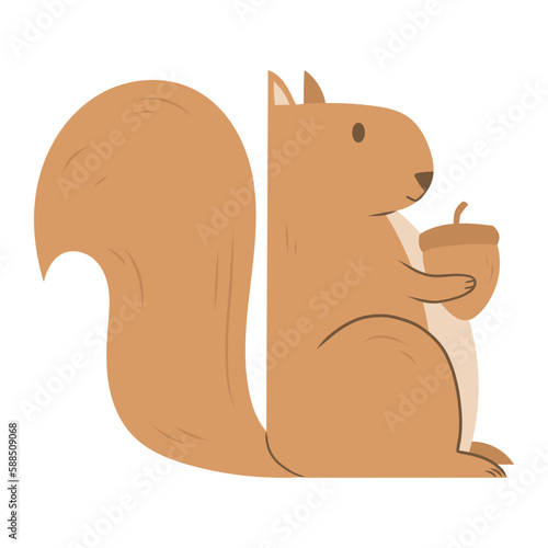 squirrel vector illustration 