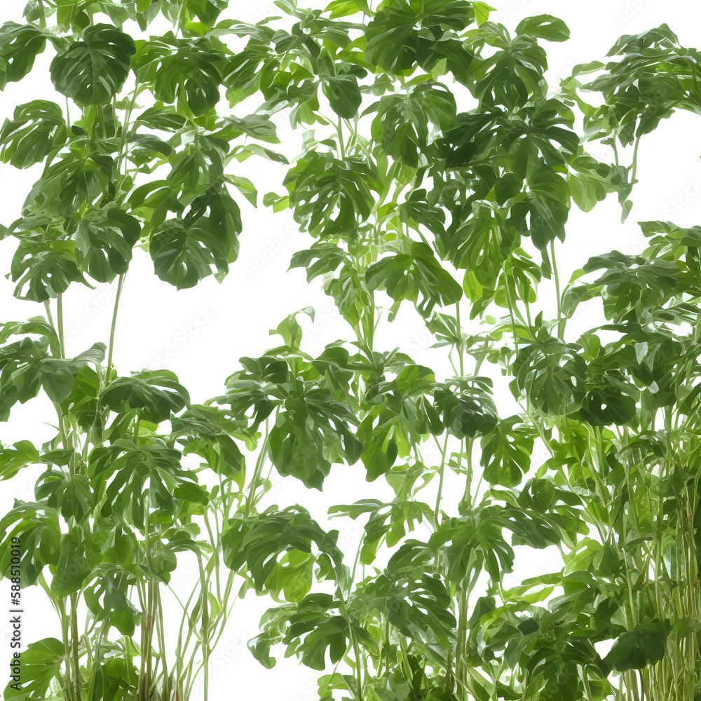 Plants In White Background 