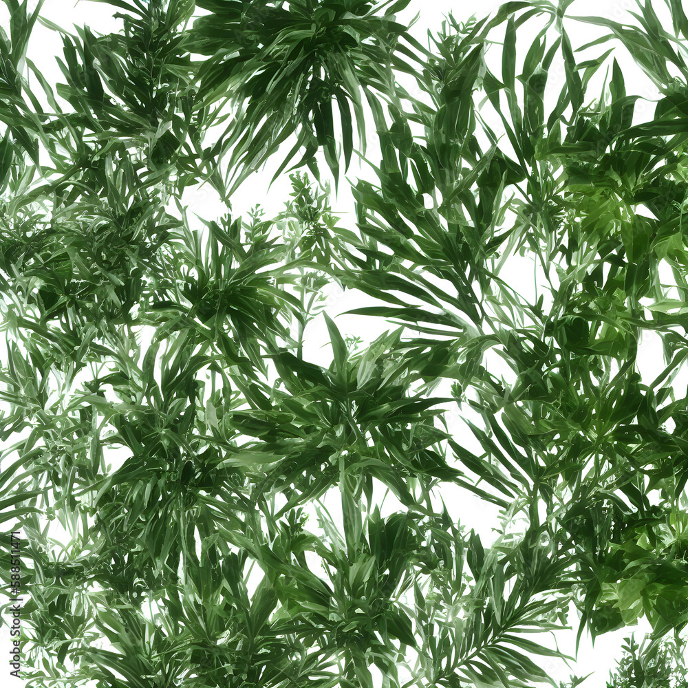 Plants In White Background Plants In White Background
