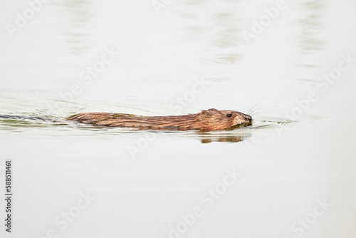 Muskrat rodent swimming (Ondatra zibethicus) photo
