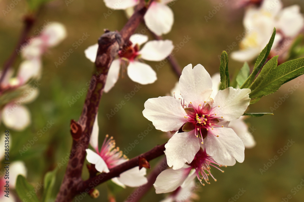 Spring almond blossom, close-up view of branches with flowers, background blurred Spring almond blossom, close-up view of branches with flowers, background blurred