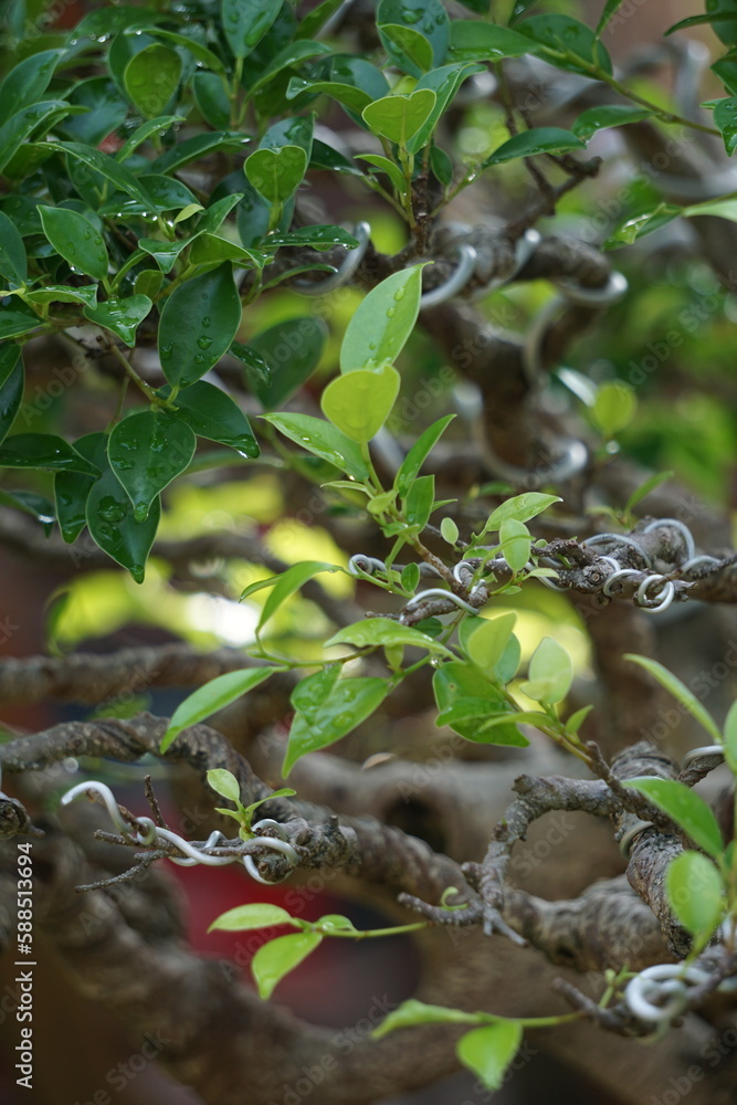 The bonsai of Ficus microcarpa (Ficus malacocarpa, Chinese banyan