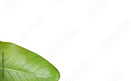 Cropped image of patterned leaf 