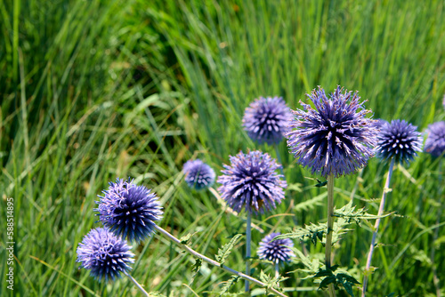 Flowers of Echinops sphaerocephalus  lat. Echinops sphaerocephalus  Blue spiny round flowers in the garden