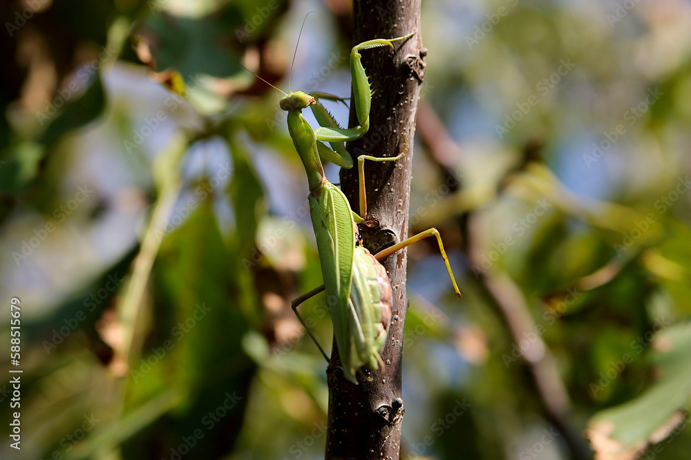 Green praying mantis on a branch with a blue background Green praying mantis on a branch with a blue background