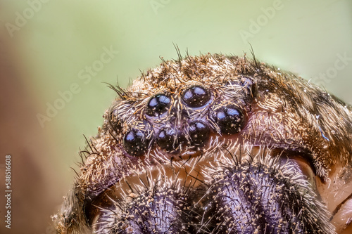 Close-up of the wolf spider of the family Lycosidae