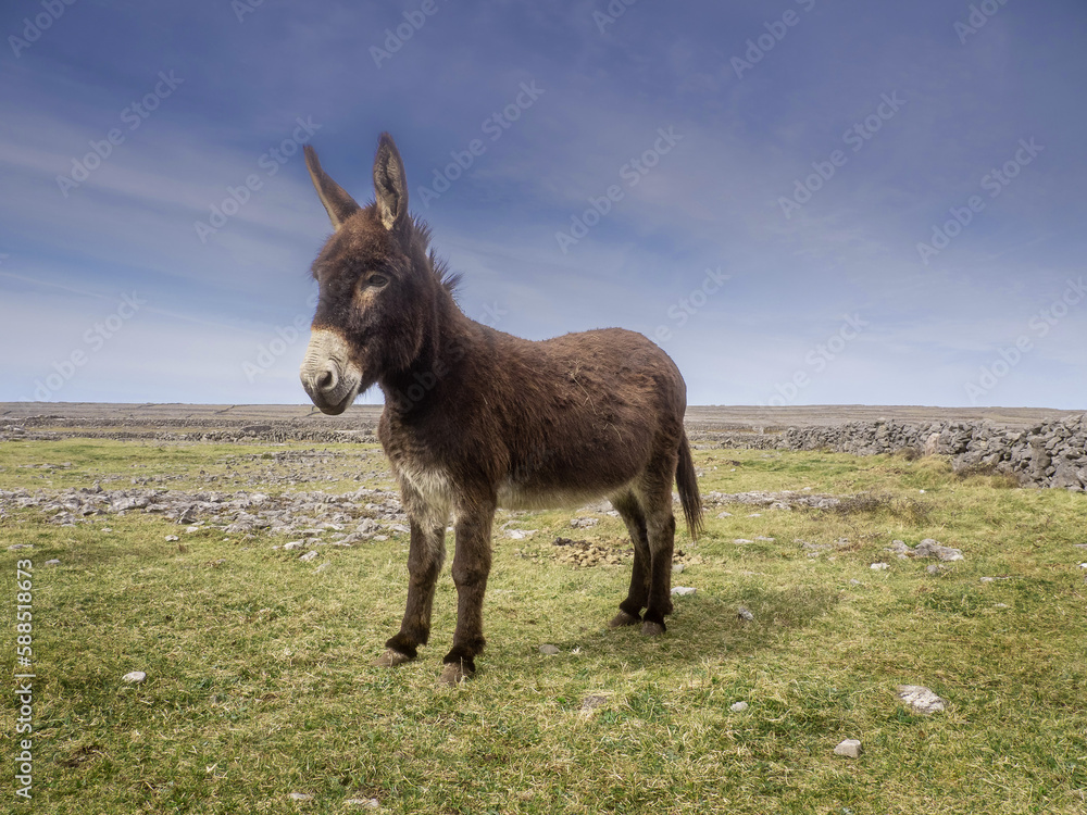 Brown cute donkey in a field, rough stone terrain of Aran island in the background, county Galway, Ireland. Warm sunny day, cloudy sky. Stone fences in the background. Brown cute donkey in a field, rough stone terrain of Aran island in the background, county Galway, Ireland. Warm sunny day, cloudy sky. Stone fences in the background.