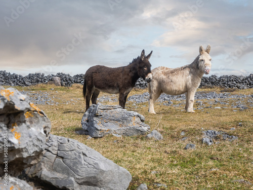 Two cute donkey in a field, rough stone terrain of Aran island in the background, county Galway, Ireland. Warm sunny day, cloudy sky. Stone fences in the background. © mark_gusev