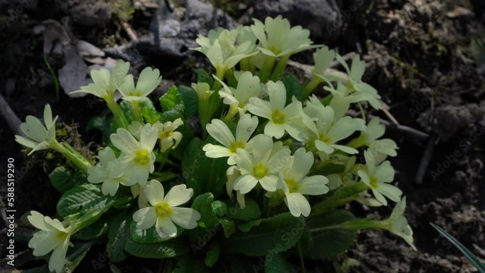 Common Primrose in natural ambient (Primula vulgaris)- (4K) Common Primrose in natural ambient (Primula vulgaris)- (4K)