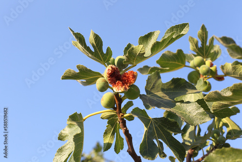 A fig tree carrying open and shut fruits against a blue sky