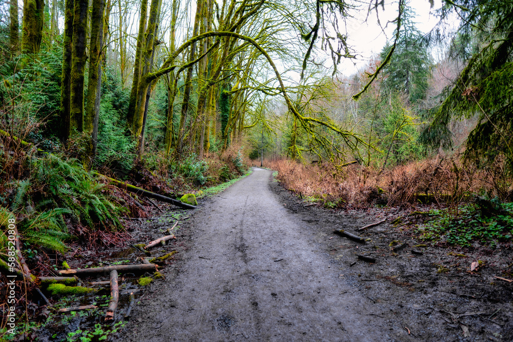 Naklejka premium path in the woods