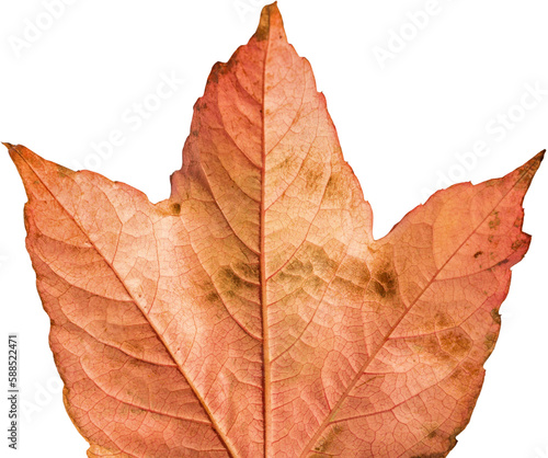 Close-up of dried brown leaf