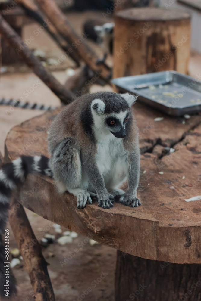 Portrait of a cute lemur from the zoo