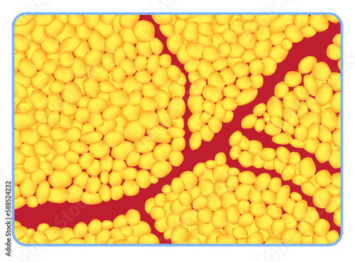 Histological section demonstrating yellow adipose tissue