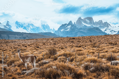 Guanaco And Mountains