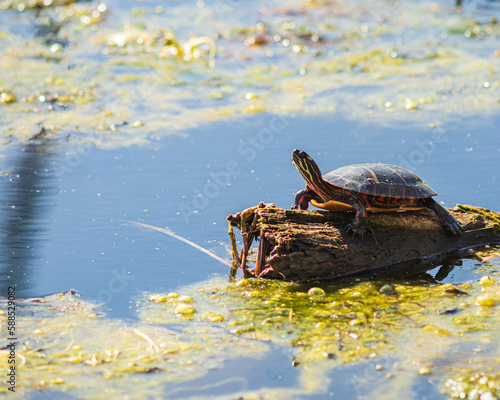 turtle on a log photo