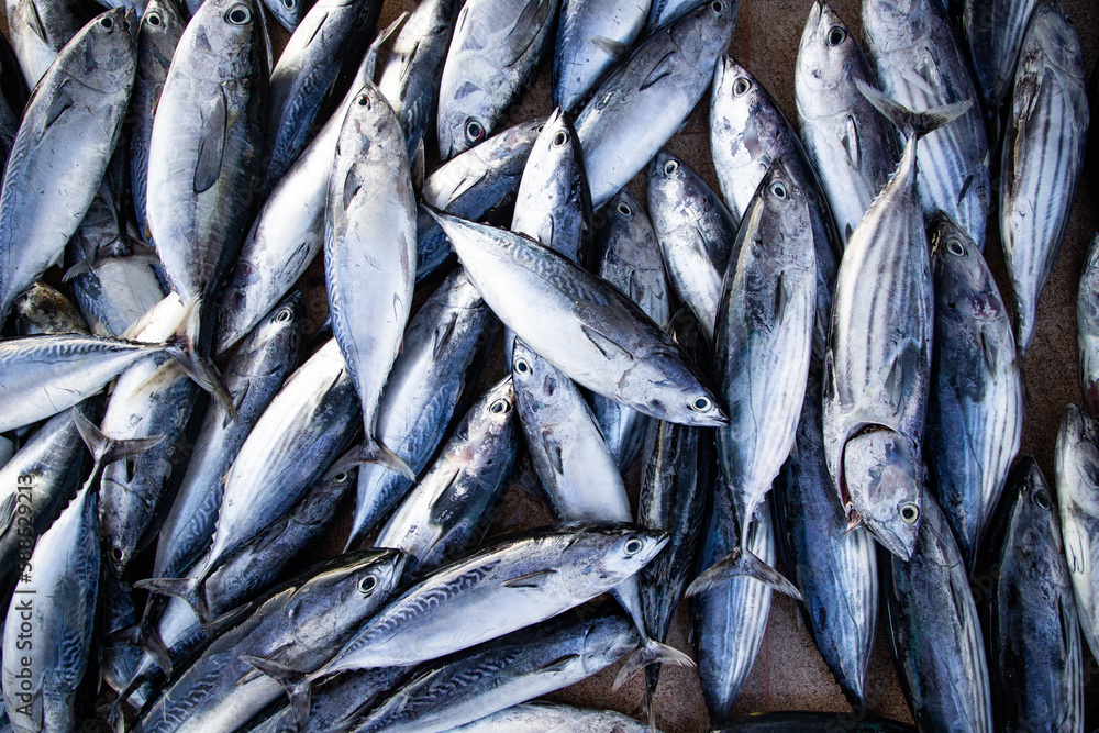 Obraz premium flat lay of fresh fish on the market