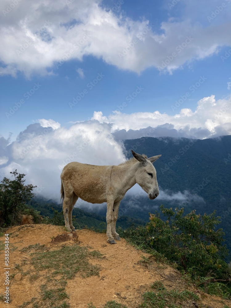 Gray donkey in the blue and cloudy landscape Gray donkey in the blue and cloudy landscape