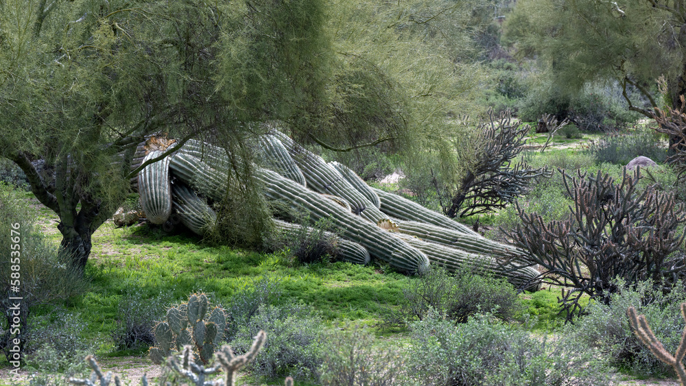 Obraz premium A dead saguaro on the ground in Arizona
