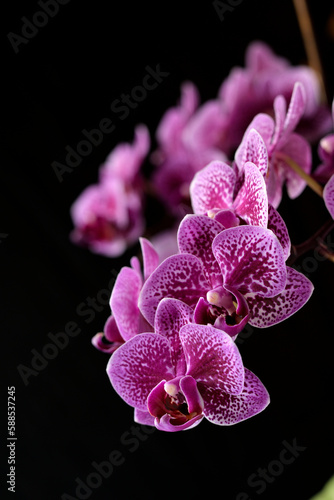 Purple Orchid Close Up Macro Photo with Black Background and Pink and Purple Flower Petals. Potted Orchid in Window Light House Plant.