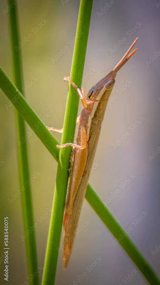 A Cattail Toothpick Grasshopper clings the a green stem. Raleigh, North Carolina. A Cattail Toothpick Grasshopper clings the a green stem. Raleigh, North Carolina.