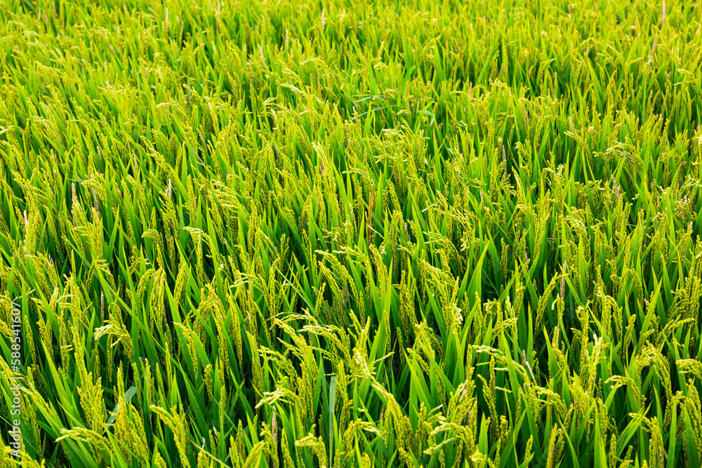 Obraz premium Picture of rgreen ice field in summer summer day, Spain