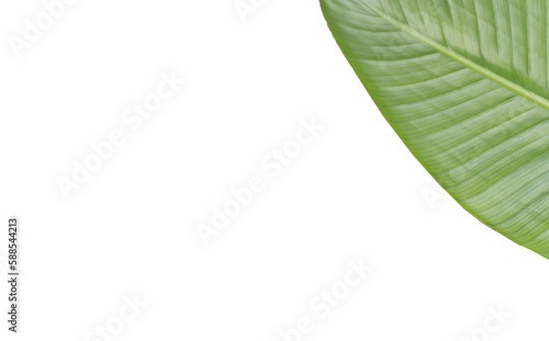 Cropped image of textured leaf 