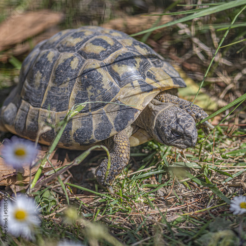 Une tortue Hermann dans le Sud de la France