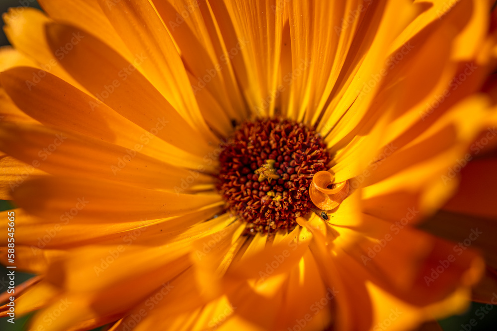 Fleur orange en macro Fleur orange en macro