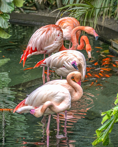 Obraz na plátně Flamants roses dans un parc du Sud de la France, au milieu de poissons rouges
