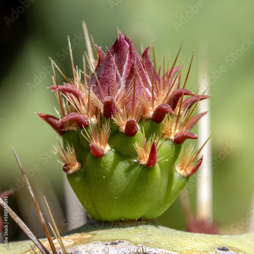 Bouton de fleur de cactus avec ses épines