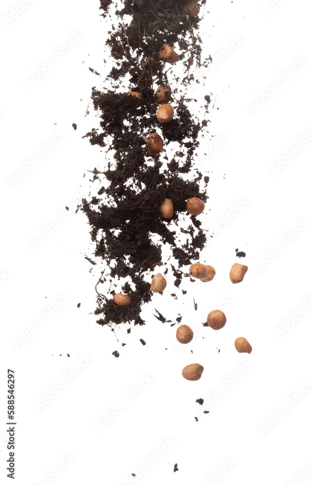 Soil dirt peanut bean mix fall fly explosion. Peanut bean soil